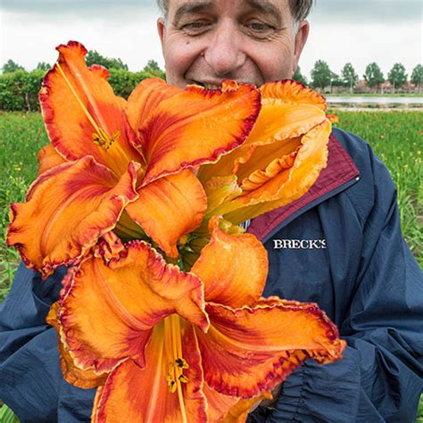 All this time it was owned by breck's ltd, it was hosted by amazon.com inc., amazon data services nova and others. Buy Volcano Queen Reblooming Daylily | Breck's Bulbs Canada