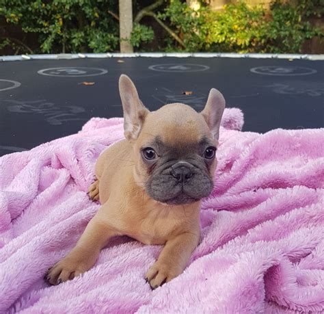 11 weeks champion bloodline& sired: French Bulldog For Sale in Utah (54) | Petzlover