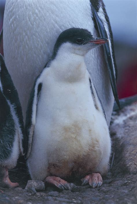 Maybe you would like to learn more about one of these? I Cuccioli | Sapere.it