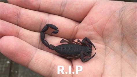 We did not find results for: Florida Bark Scorpion, Centruroides Gracilis, Has Died ...