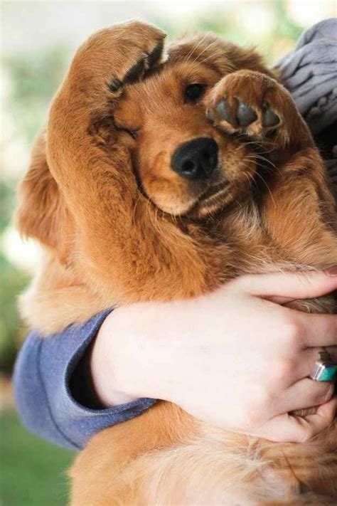 They have sweet personalities and make great family dogs, but they're usually more driven and have higher energy levels. 23 Times Golden Retriever Puppies Were Huge Dweebs | Cute ...