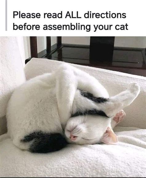 It will be published if it complies with the content rules and our moderators approve it. Caturday Madness: Memes, Snaps And Vids | Cat memes, Cute ...