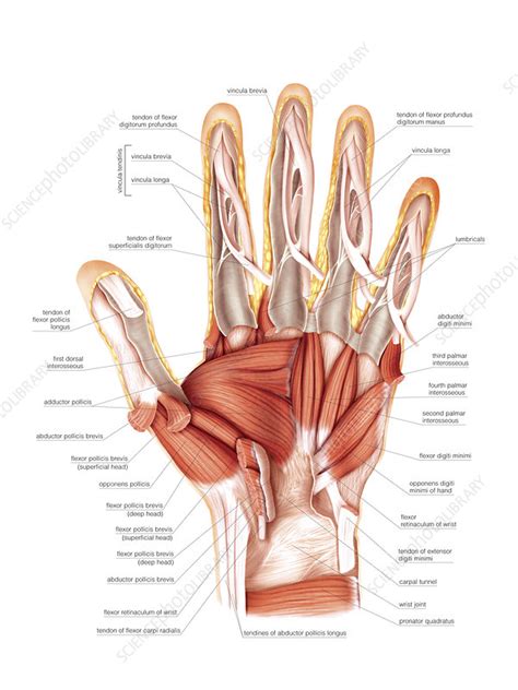 These muscles are similar to the thenar muscles in both name and organisation. Muscles of the hand, artwork - Stock Image - C020/7457 ...