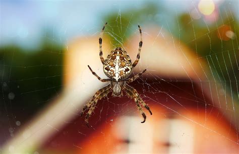 Die obstbaumspinnmilbe besitzt einen stechapparat, den sie für das durchdringen der pflanzenoberfläche einsetzt, um an. suedtirol1.it :: Spinnen im Haus