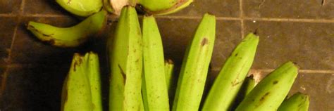 Ambon lumut (musa acuminata colla) dan pisang nangka (musa paradisiaca l.). Banana Ambon Lumut - Arca del Gusto - Fondazione Slow Food