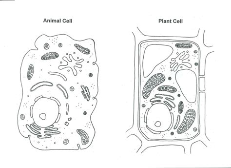 Plant cells undergo photosynthesis within an organelle called chloroplast to convert sunlight into glucose. Animal And Plant Cells.