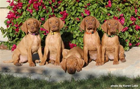 For dog boarding beyond the typical kennel experience, explore our boarding and day care services at petsmart petshotel! Vizsla Pups ~ Classic Look ~ Vizsla Club of America ...