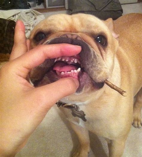 "Aaarrrrgh", Tiny French Bulldog Teeth. | Animal teeth ...