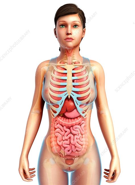 The lower part of a person's or animal's body, which contains the stomach, bowels and other organs, or the end of an insect's body. Female ribs and body organs, illustration - Stock Image - F020/1115 - Science Photo Library