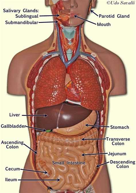 Gallery human torso anatomy organs. Anatomy Human Torso Model Labeled - BIO202-Digestive ...