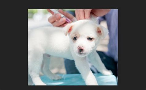 Your veterinary questions answered online in minutes. TOP 10 puppy get rabies shot | SweetPuppies Amino