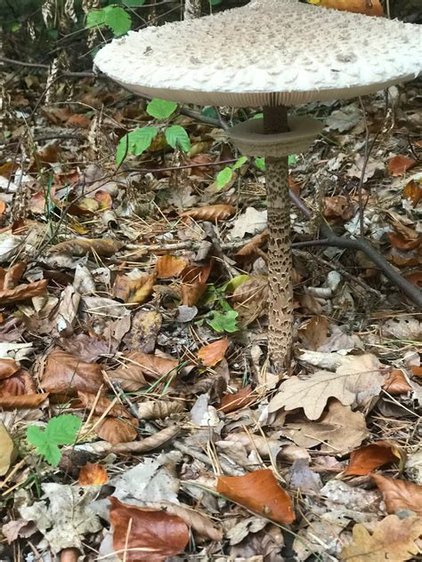 Alpakas in der rhön | hörbücher für die reise | italienischer gemüsesalat. Gestern im Wald - Pilzbestimmung - 123Pilzforum