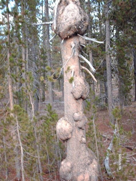 Avoid late ripening and early blooming varieties of fruit trees for this region. Unusual Trees near/in Crater Lake, Oregon | Nature tree ...