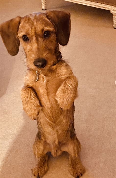 Smiling kid in bathroom with colorful toy duck. Pin von Cindy Carver auf Love Dachshunds in 2020 (mit Bildern)