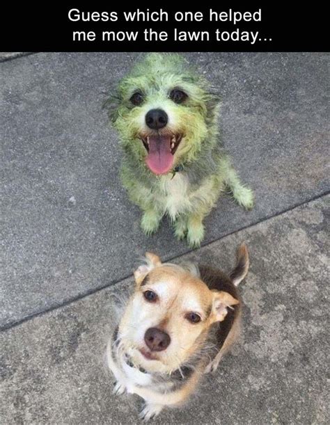 Funny animals is the soures of the,funny animal pics,funny animal photos,funny pictures of animals,cute funny animals,funny cartoon animals,funny animals photos,funny animals with funny sayings,funny looking animal. Afternoon Funny Picture Dump 38 Pics | Funny dog pictures ...