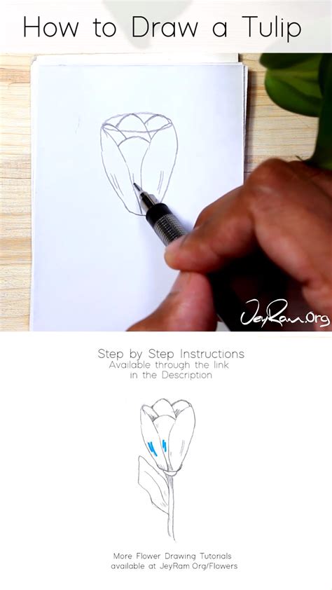 Especially the month of may when everything is so fresh. How to Draw a Tulip: Step by Step for Beginners - - # ...