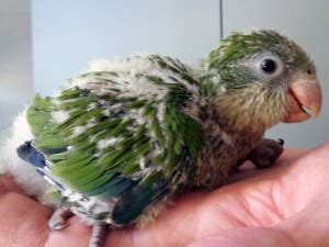 Polyomavirus is a disorder that affects caged birds, particularly parrots. Psittacosis in Parrots