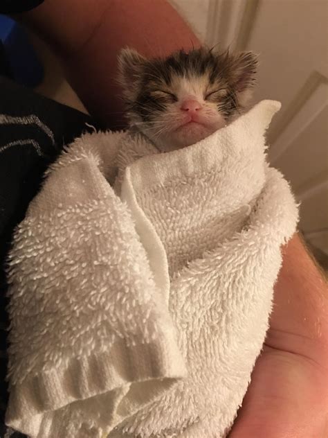 Fold diapers down to expose the area to air and avoid contamination from wet diapers. Baby kitten after bath : cats