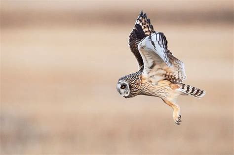 Maybe you would like to learn more about one of these? Owl Prowl by JestePhotography - ViewBug.com