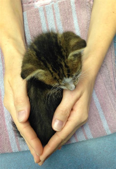One theory is that this keen sense of smell allows them to detect changes in the body. Exclusively Cats Veterinary Hospital Blog: Disease ...