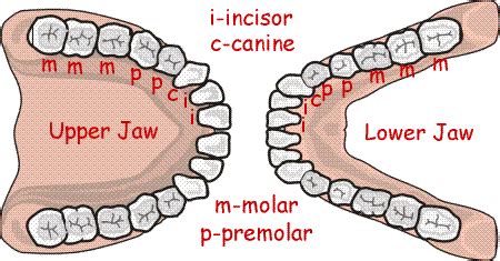 What's the difference between dental formulas in puppies and kittens, and adults? Dental Formula of Teeth