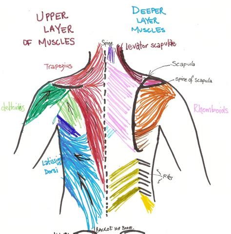 Each pair of ribs is connected to one thoracic vertebra on its posterior end. Best Back Muscles Training Exercises