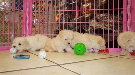 These maltipoo puppies are currently for sale on our website! Beautiful Maltipoo Puppies For Sale, Georgia Local ...