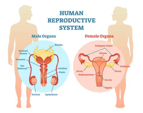 Human reproductive system anatomical banner. Top 60 Female Reproductive System Clip Art, Vector ...