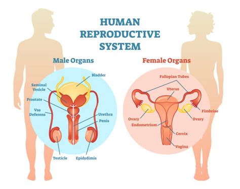 Here you can see all of the main structures in this area. Top 60 Female Reproductive System Clip Art, Vector ...