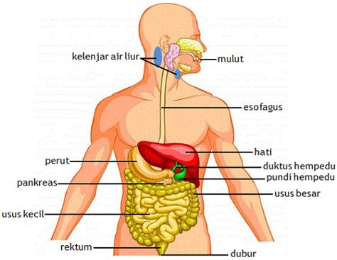 Ittv pt3 tingkatan 2 sains bab 2 ekosistem (aliran tenaga dalam ekosistem). Sains 1 2 3: Sistem Pencernaan Manusia