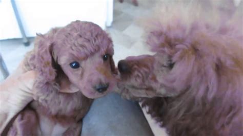 Our poodles have generations of healthy poodles behind them, to best ensure healthy, happy poodle puppies. Five week old red poodle puppies - YouTube