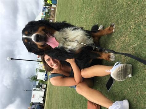 Erin Aler, Bernese Mountain Dog Stud in Bonaire, Georgia