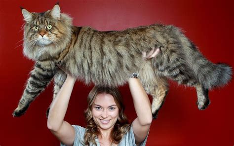 • di video kali ini saya akan membahas mengenai kucing maine coon berserta harganya dari kitten ped, show quallity dan top quallity. Cat Breeds - Maine Coon | Cherrydown Vets | Cherrydown Vets