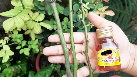 So if you want to learn the mastery behind, check out this complete guide! best method to grow rose cuttings /how to grow rose with ...