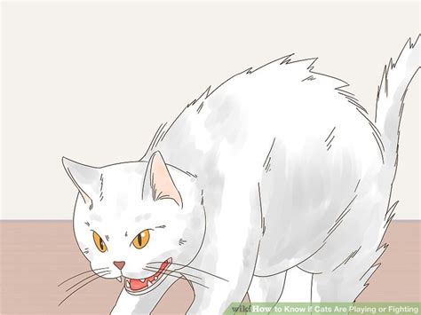 Especially because their interactions involve a lot of wrestling, batting at each other for cat owners who aren't used to seeing cats playing, it can look (and sound) terrifying to watch them go at it! 3 Ways to Know if Cats Are Playing or Fighting - wikiHow