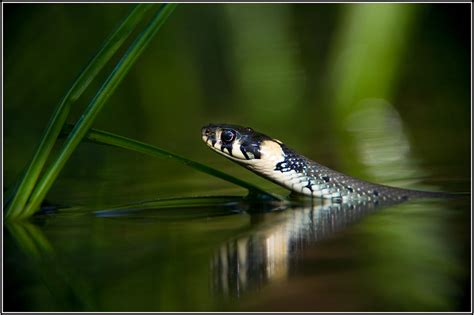 Snakes live well with the norwegians; TOM DYRING WILDPHOTO / NN: desember 2011