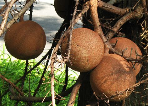 In fact, its astonishing fruit remains the feature for which the fabulous cannonball tree is best known. Fruits of The Cannonball Tree | Fruits of the Cannonball ...