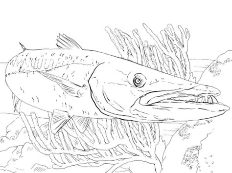 Custom design by chip foose art morrison built. Barracuda Fish Between Reefs Coloring Pages : Best Place ...