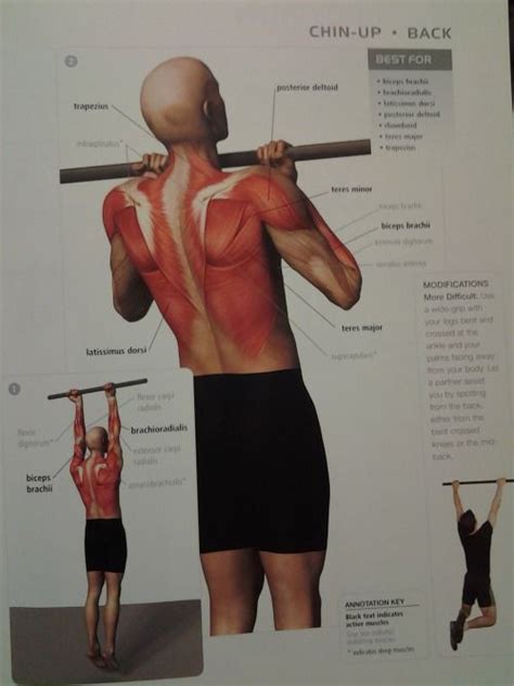 There are anterior muscles diagrams and posterior. BACK: chin-up (back muscles, biceps brachii, posterior deltoid) ? rep (start with jumping up and ...
