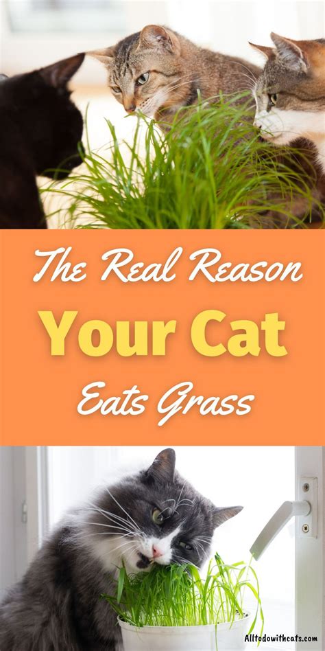 Why cats eat cat grass? Why Do Cats Eat Grass? (The Truth Behind This Weird Habit) | Cat behavior, Cats, Cat care tips