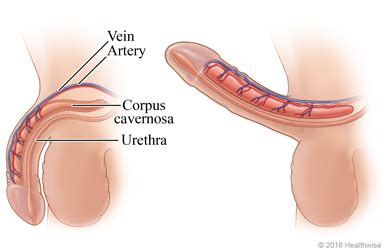 Here's when to call your doctor about swollen fingers. Blood supply to the penis during an erection