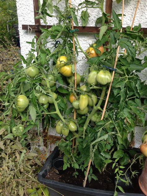 Mit den richtigen beetnachbarn werden deine pflanzen gesünder. Sommer2014 | Tomaten pflanzen, Pflanzen, Garten
