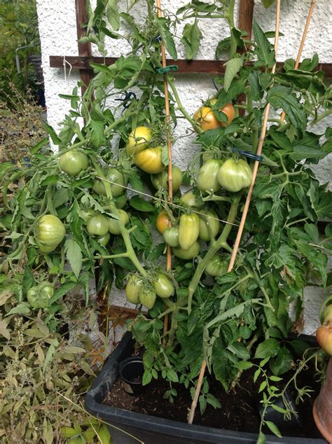 Tomaten schmecken am besten, wenn sie aus dem eigenen garten kommen, allerdings sind die pflanzen recht eigen, was das gießen. Sommer2014 | Tomaten pflanzen, Pflanzen, Garten