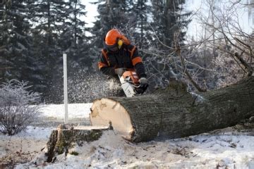 Wir sind in der lage, ihre bäume stück für stück abzutragen. Baum fällen » Mit diesen Kosten können Sie rechnen