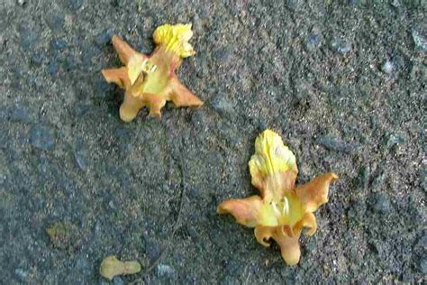 It is widely used for it's medicinal properties from ancient times. Gmelina arborea