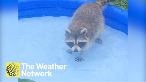 What children will bathe in? Raccoon gets into an inflatable pool to beat the heat ...