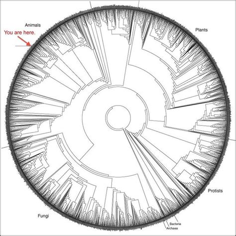 It can signify that the wearer has spent time in prison. COLUMN: THE MEANING OF "LIFE" | Tree of life evolution, Phylogenetic tree, Tree of life