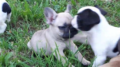 Adorable french bulldog for sale ready to go to any home of aprove buyer the most exotic color on this particular breed , beautiful french bulldog isabella full suit (female), call us. FRENCH BULLDOG - puppies for sale - born 10.05.2020 (2 ...