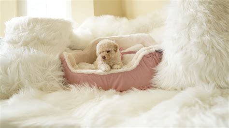 Maps • state of florida • animal breeder. Sandy the Maltipoo $̶1̶8̶0̶0̶ $1400 - Top Dog Puppies