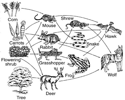 Symbiosis day #1 pen or pencil, worksheet lesson. Ecological Relationships Worksheet Answers